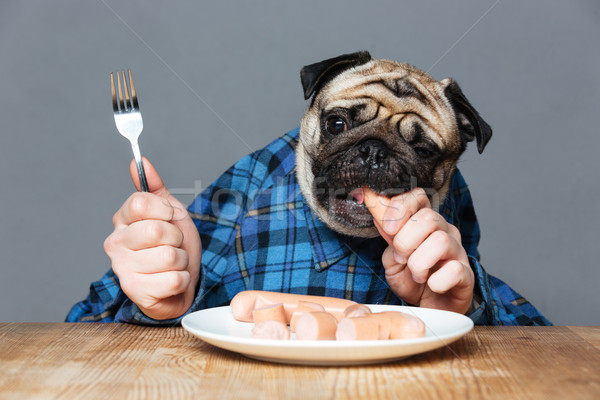 Man with pug dog head eating sausages by hand Stock photo © deandrobot