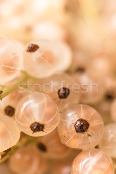 Closeup picture of the gooseberry. Stock photo © deandrobot