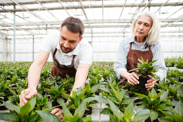 Serious workers in garden looking and touching plants Stock photo © deandrobot