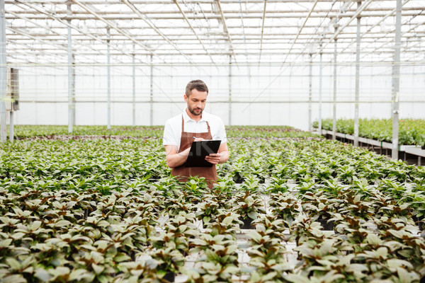Fiatal kertész dolgozik növények üvegház koncentrált Stock fotó © deandrobot