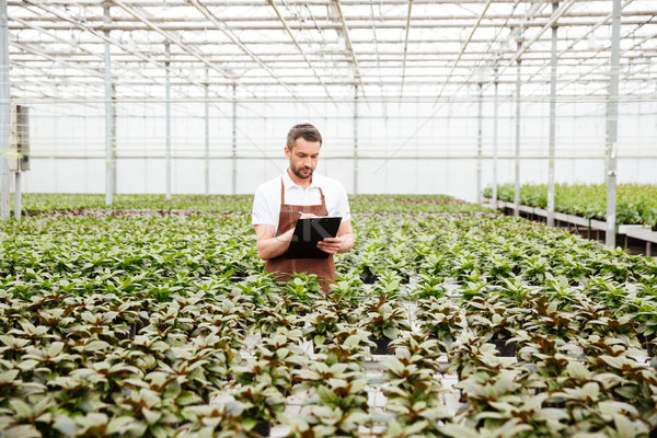 Jovem jardineiro trabalhando plantas estufa concentrado Foto stock © deandrobot