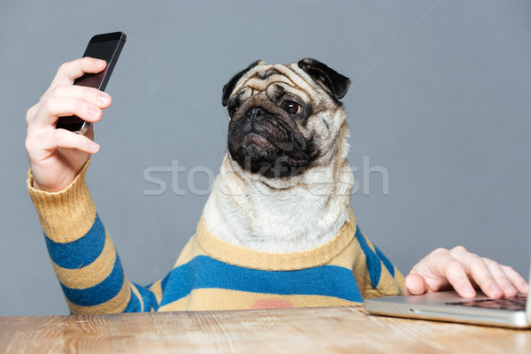 Stock photo: Amusing pug dog with man hands using smartphone 