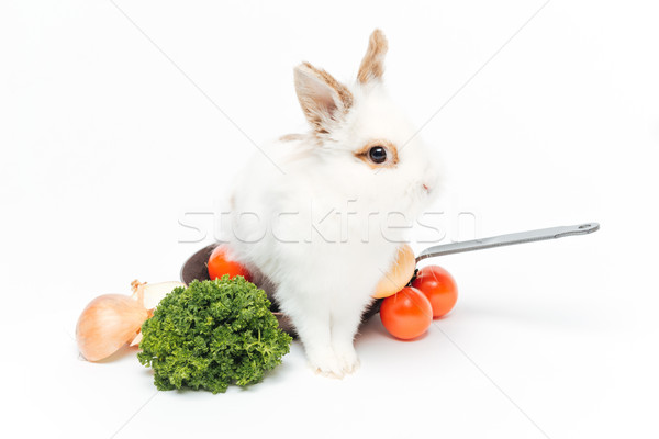 Foto stock: Conejo · dentro · sartén · aislado · blanco · granja