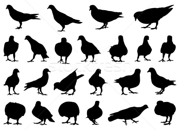 Set of different doves Stock photo © DeCe