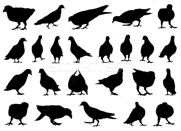 Set unterschiedlich Tauben isoliert weiß Vogel Stock foto © DeCe