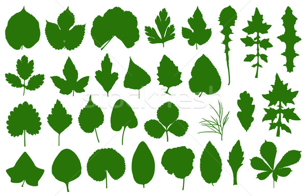 Set of different leaves  Stock photo © DeCe