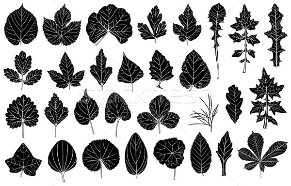 Set of different leaves Stock photo © DeCe