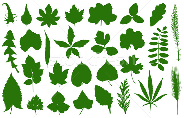 Set of different leaves  Stock photo © DeCe