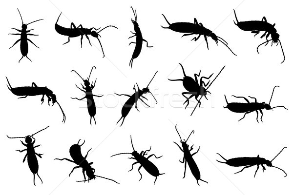 Set of different earwigs  Stock photo © DeCe