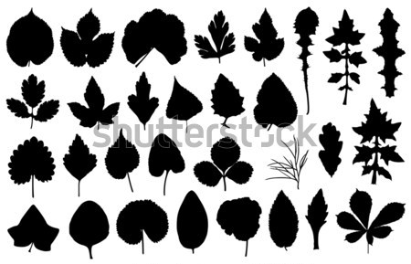 Set of different leaves Stock photo © DeCe