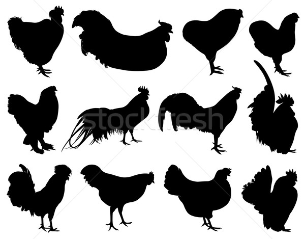 Illustration of different roosters Stock photo © DeCe
