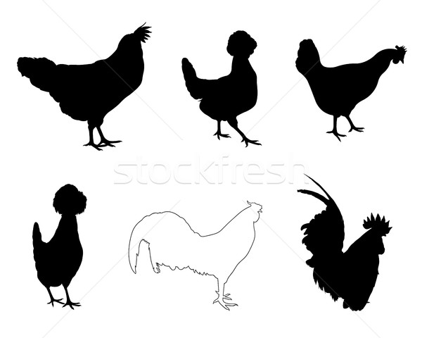 Set of different hens and roosters Stock photo © DeCe