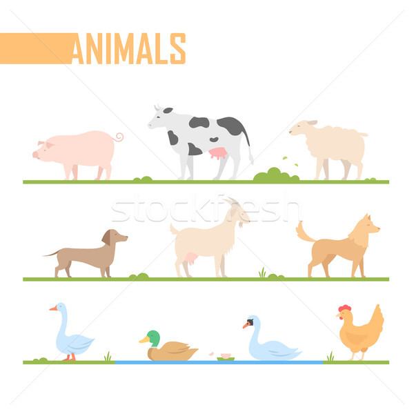 Szett farm állatok modern vektor rajz izolált Stock fotó © Decorwithme