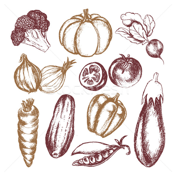Vegetables - colored hand drawn illustrative composition. Stock photo © Decorwithme