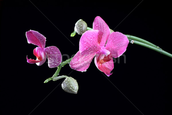 Orkide çiçek tomurcuk şube karanlık doğa Stok fotoğraf © DedMorozz