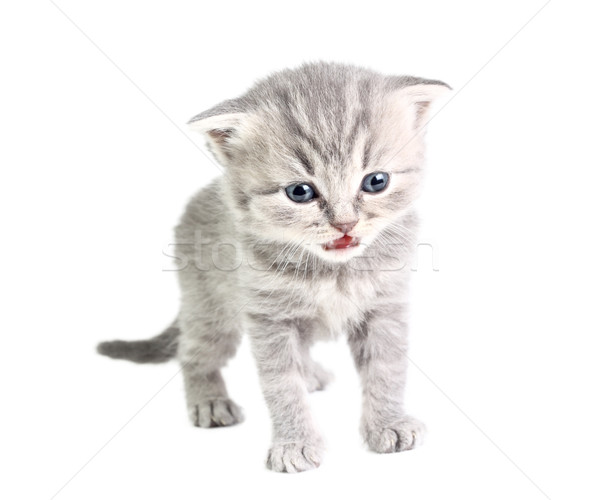 Küçük kedi yavrusu İngilizler yalıtılmış beyaz kedi Stok fotoğraf © DedMorozz