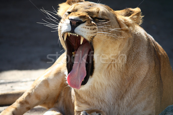 Lioness roaring Stock photo © DedMorozz