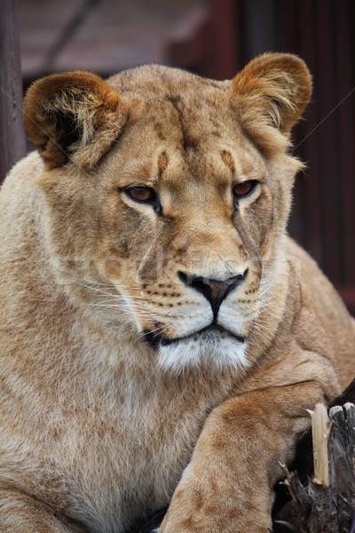 Lioness portrait Stock photo © DedMorozz