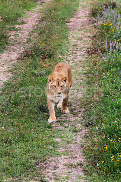 Lioness walking on the road Stock photo © DedMorozz