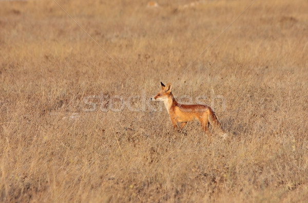 紅色 狐狸 場 性質 步行 視圖 商業照片 © DedMorozz
