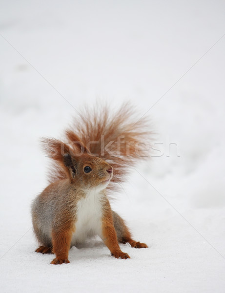 松鼠 雪 性質 頭髮 冬天 動物 商業照片 © DedMorozz