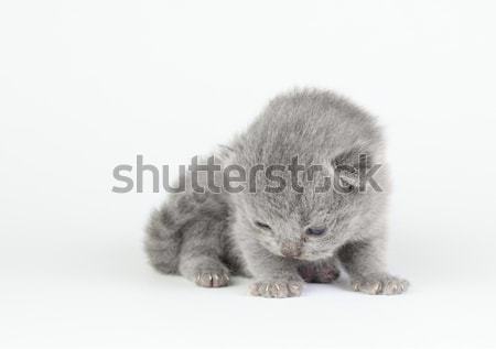 小 小貓 英國的 孤立 白 貓 商業照片 © DedMorozz