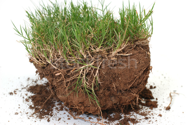 кусок землю Plug трава грязи изолированный Сток-фото © dehooks