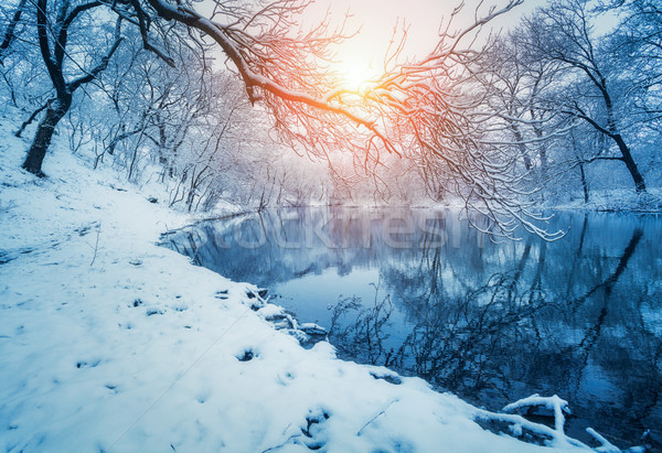 Winter forest on the river at sunset. Colorful landscape with snowy trees Stock photo © denbelitsky