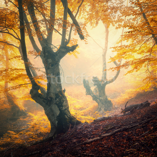 Jesienią lasu przeciwmgielne wieczór kolorowy krajobraz Zdjęcia stock © denbelitsky