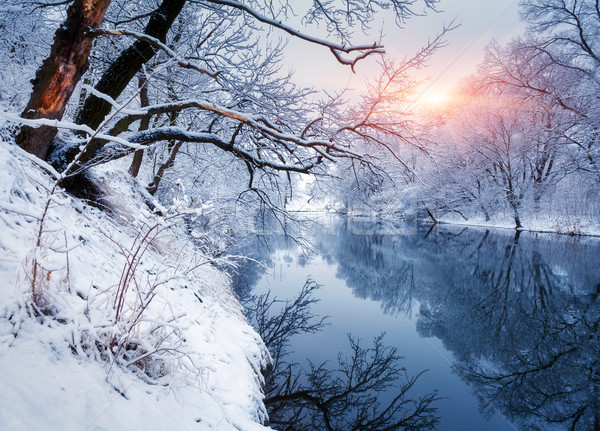 Winter forest on the river at sunset. Colorful landscape with snowy trees Stock photo © denbelitsky