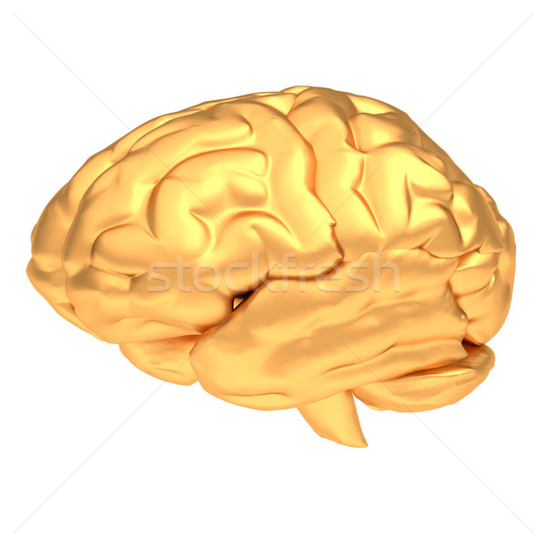 Goud hersenen geïsoleerd witte model kunst Stockfoto © dengess