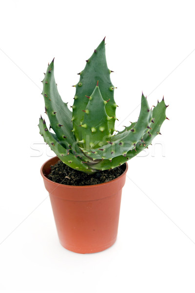 Aloe olla blanco naturaleza hoja salud Foto stock © dengess