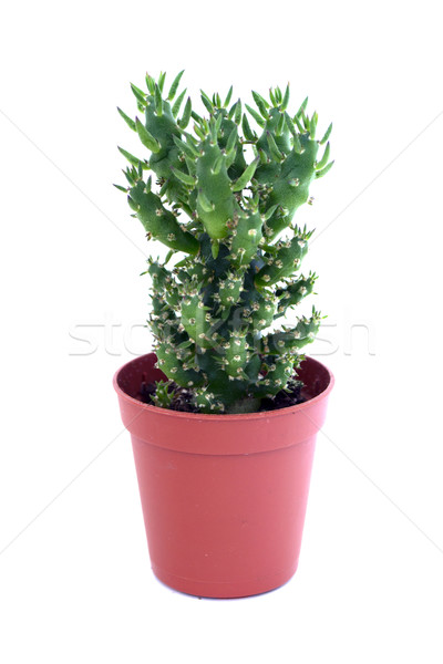 succulent in a pot Stock photo © dengess