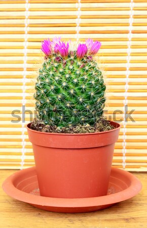 Kwitnienia Kaktus zielone drewna charakter Zdjęcia stock © dengess