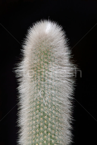 Suculent cactus negru natură păr grădină Imagine de stoc © dengess