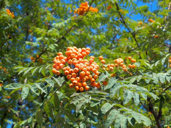 branch of mountain red ash Stock photo © dengess