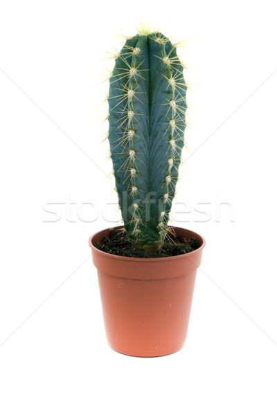 green prickly cactus in pot Stock photo © dengess
