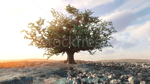 A single tree left in a desert rock landscape conceptual background Stock photo © denisgo