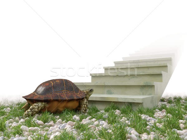 moving turtle wants to climb on the stairs concept background Stock photo © denisgo
