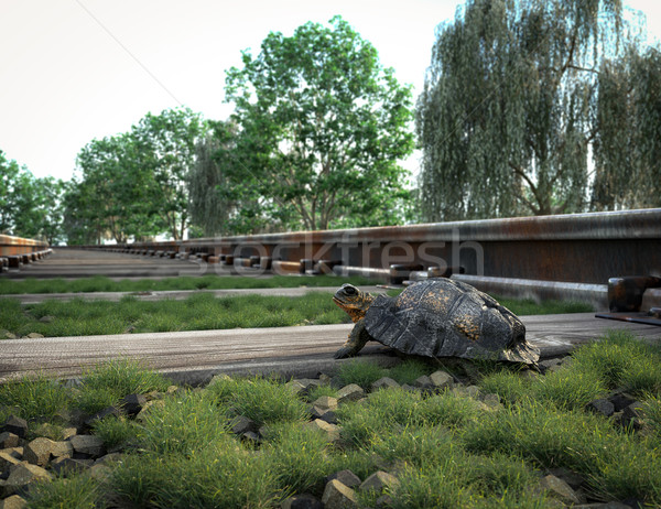 Railway track crossing rural landscape and turtle. Travel concept Stock photo © denisgo