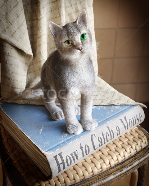 öğrenme fare bebek kitap yüz Stok fotoğraf © denisgo