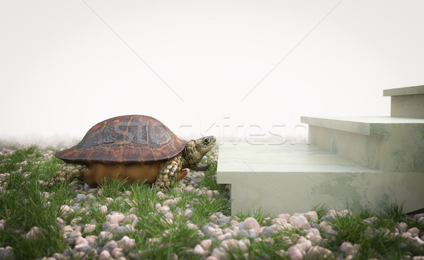 moving turtle wants to climb on the stairs concept background Stock photo © denisgo