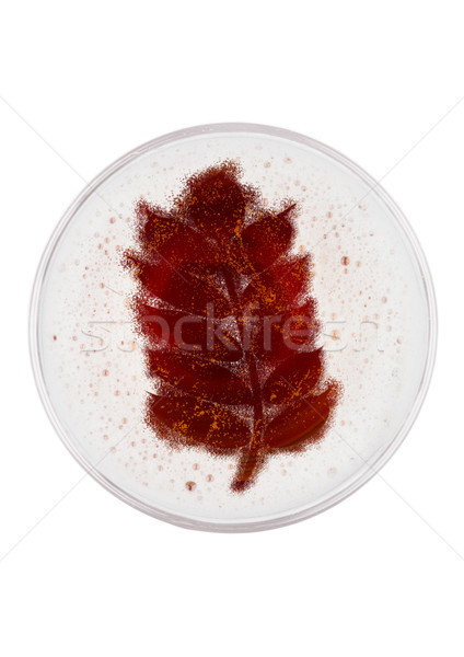 Glass of red ale beer top with wheat shape Stock photo © DenisMArt