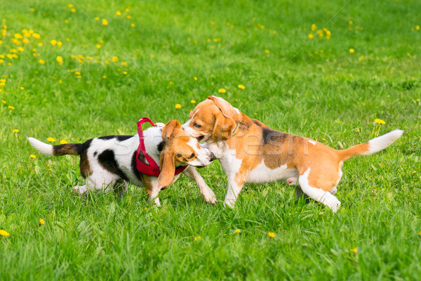 Foto d'archivio: Cani · giocare · parco · gruppo · bella · divertente