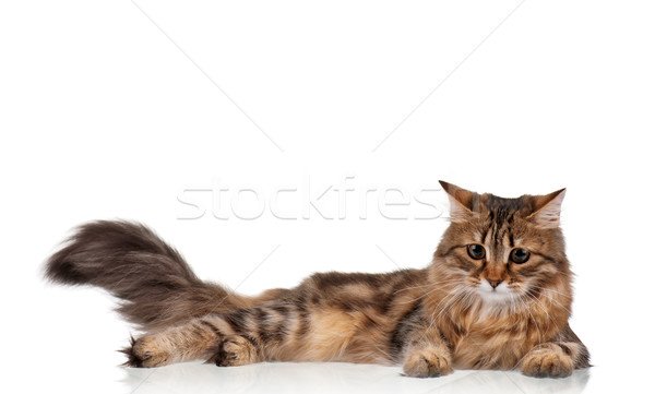 Cute cat Stock photo © DenisNata