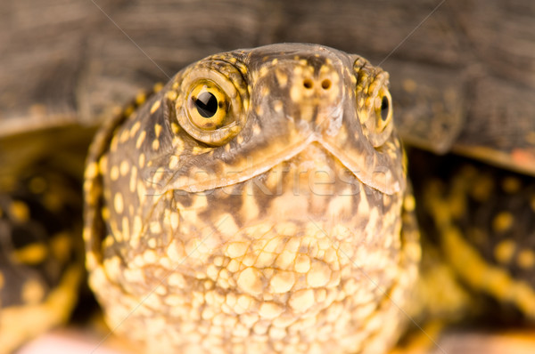 żółwia cute mały piękna spaceru kolor Zdjęcia stock © DenisNata