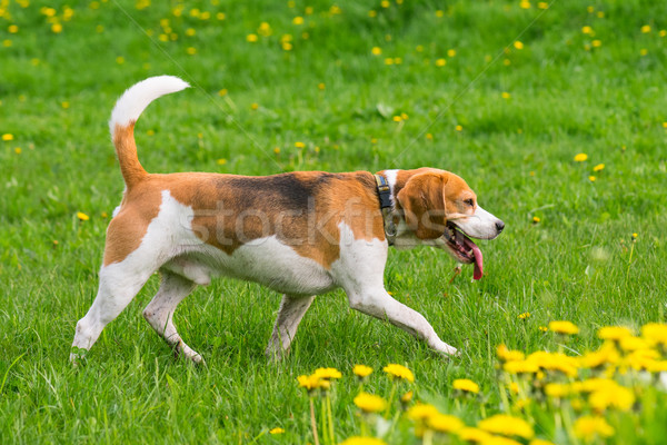 Psów gry parku piękna funny beagle Zdjęcia stock © DenisNata