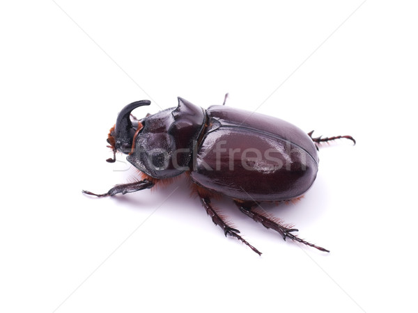 Rhinoceros beetle Stock photo © DenisNata