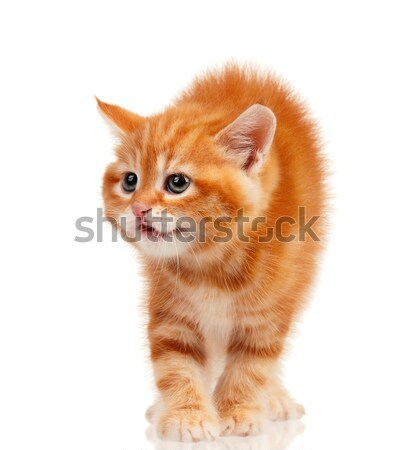 Red kitten Stock photo © DenisNata
