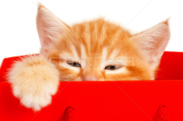 Red kitten Stock photo © DenisNata